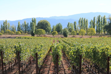 Rows of vines with trees in the background of a vineyard in Napa Valley CA