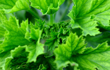 Fresh young green  leaves, healthy and vibrant, summer in the garden.