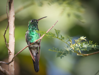 Cuban emerald - Chlorostilbon ricordii - Sitting On A Branch