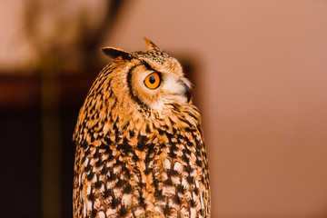Portrait of a eagle owl, Bubo bubo, bright eyed captive at a falconry festival.Portrait of a eagle owl, Bubo bubo, bright eyed captive at a falconry festival.