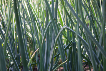 Obraz premium Feathers of green onions in the garden close-up