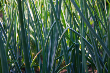 Feathers of green onions in the garden close-up