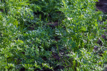 Green carrot tops in the garden close-up