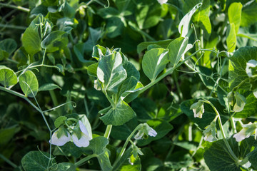 Growing green peas in the garden