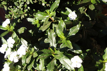 white flowers in the garden