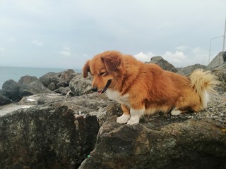 dog on the beach