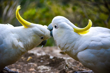 Cacatua on blue mountains  © Wallace