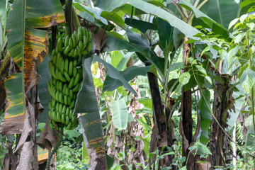 Unripe bananas in the jungle close up: Green Banana tree in the rainforest of Amazon River basin in South America