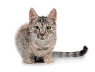 Obraz premium Pretty small mixed color cat