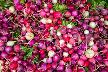 Organic Farmer's Market Okanagan Valley