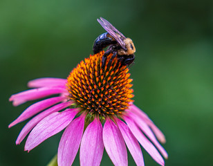 Bumble Bee On Flower