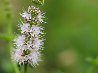 ペパーミントの花のアップ