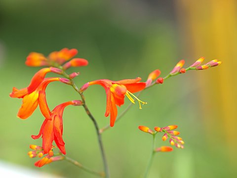 ヒメヒオウギスイセンの花