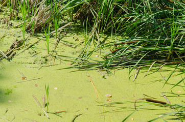 Bog and sedge in pond.  Dirty lake pond with bulrush (Typha latifolia) 