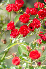 Obraz na płótnie Canvas buds of red roses