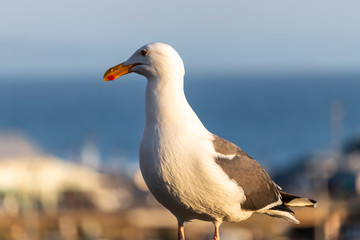Sea Gull Side View near Los Angeles Beach