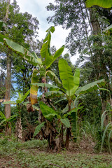 Green Banana tree in the rainforest of Amazon River basin in South America
