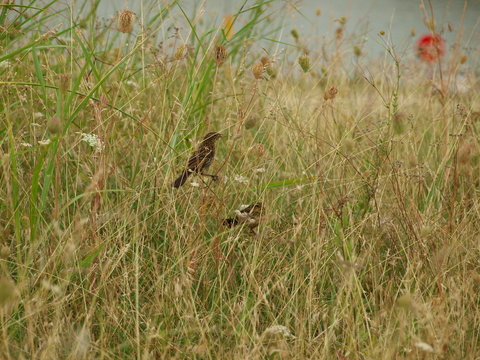 Two Brown Thrusher songbirds sit on stems and shafts of grasses going to see where they find insects and also consume the seeds.