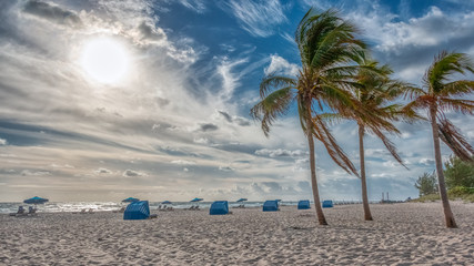 Dramatic clouds and wind blows palm trees at singer island beach in Florida