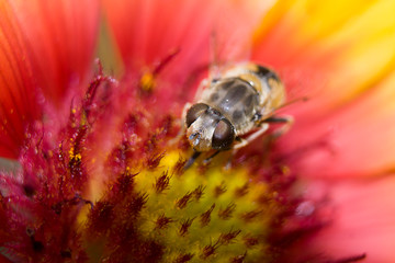 insect hover-fly on a red and yellow flower drinking nectar and collecting pollen