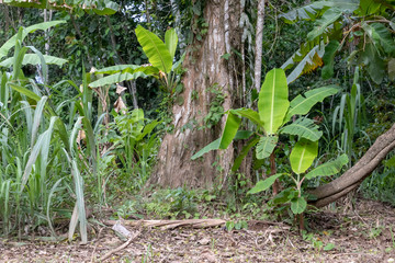 Green Banana tree in the rainforest of Amazon River basin in South America