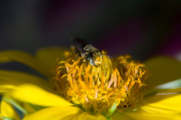 gray striped bee on a yellow flower drinking nectar and collecting pollen