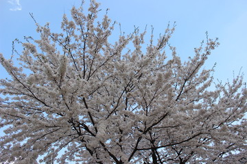 桜の樹 Cherry tree in full bloom