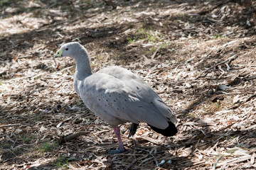a Cape Barren Goose