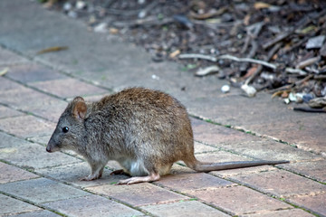 this is a side view of a long nose potoroo
