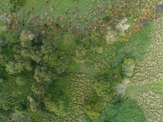 Overhead view of green landscape with grass and trees