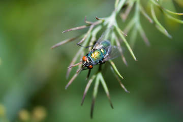 bright shiny green fly insect sitting on a leaf