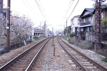 Fototapeta na wymiar 線路　桜