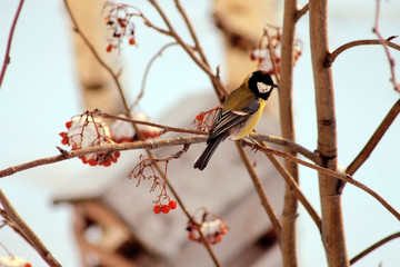 Tomtit sitting on the branch of a rowan