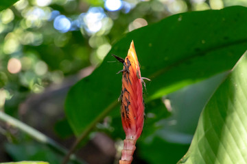 Blurred nature background with Red tropical flower Heliconia episcopalis and copy space for text