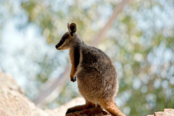 this is a side view of a Yellow footed rock wallaby