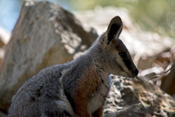 Naklejka na ściany i meble this is a close up of a joey yellow footed rock wallaby