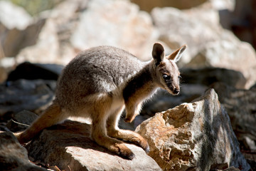 a joey Yellow footed rock wallaby