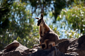a Yellow footed rock wallaby with her joey