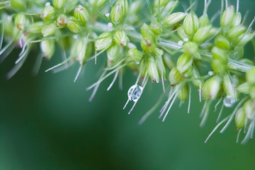 Elytrígia green spikelet close-up with dew drop