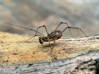 Thai harvestman, Kilungius sp., on bark, side view 