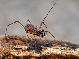 Thai harvestman, Kilungius sp., on bark, 3/4 view 