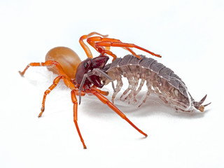 woodlouse spider, Dysdera crocata, feeding on pill bug, photographed on white background, 3/4 view