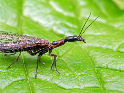 female snakefly, Agulla adnixa, on leaf, close view 