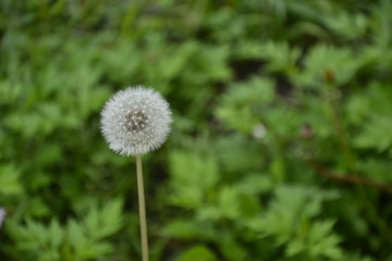 dandelion on background of green grass