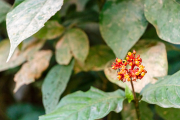 Blurred nature background with red tropical flowers
