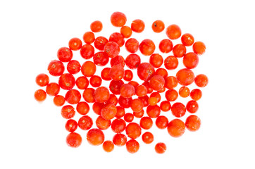 Tomatoes, frozen in refrigerator isolated on white