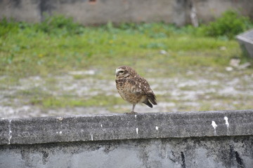 bird of prey
