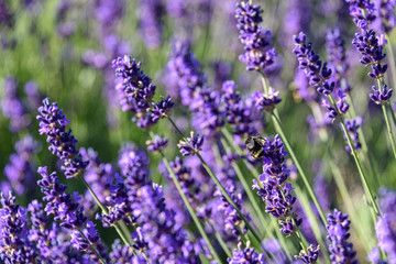 Naklejka premium Bee pollinating blooming lavender plants as a nature background