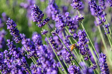 Bee pollinating blooming lavender plants as a nature background