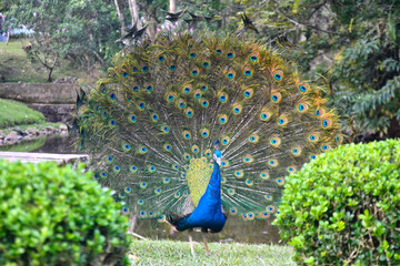 Obraz premium peacock with feathers